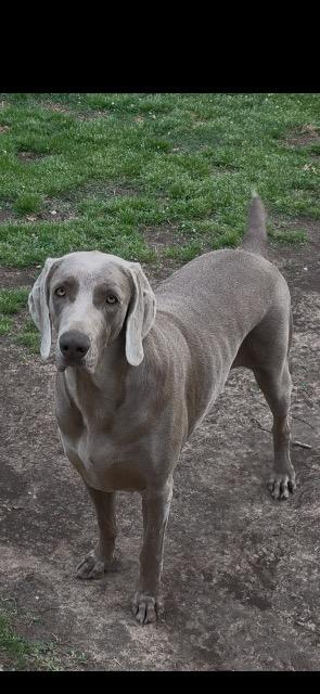 Enlarge Honey, a Adoptable Weimaraner in Fayetteville, AR image 1/1