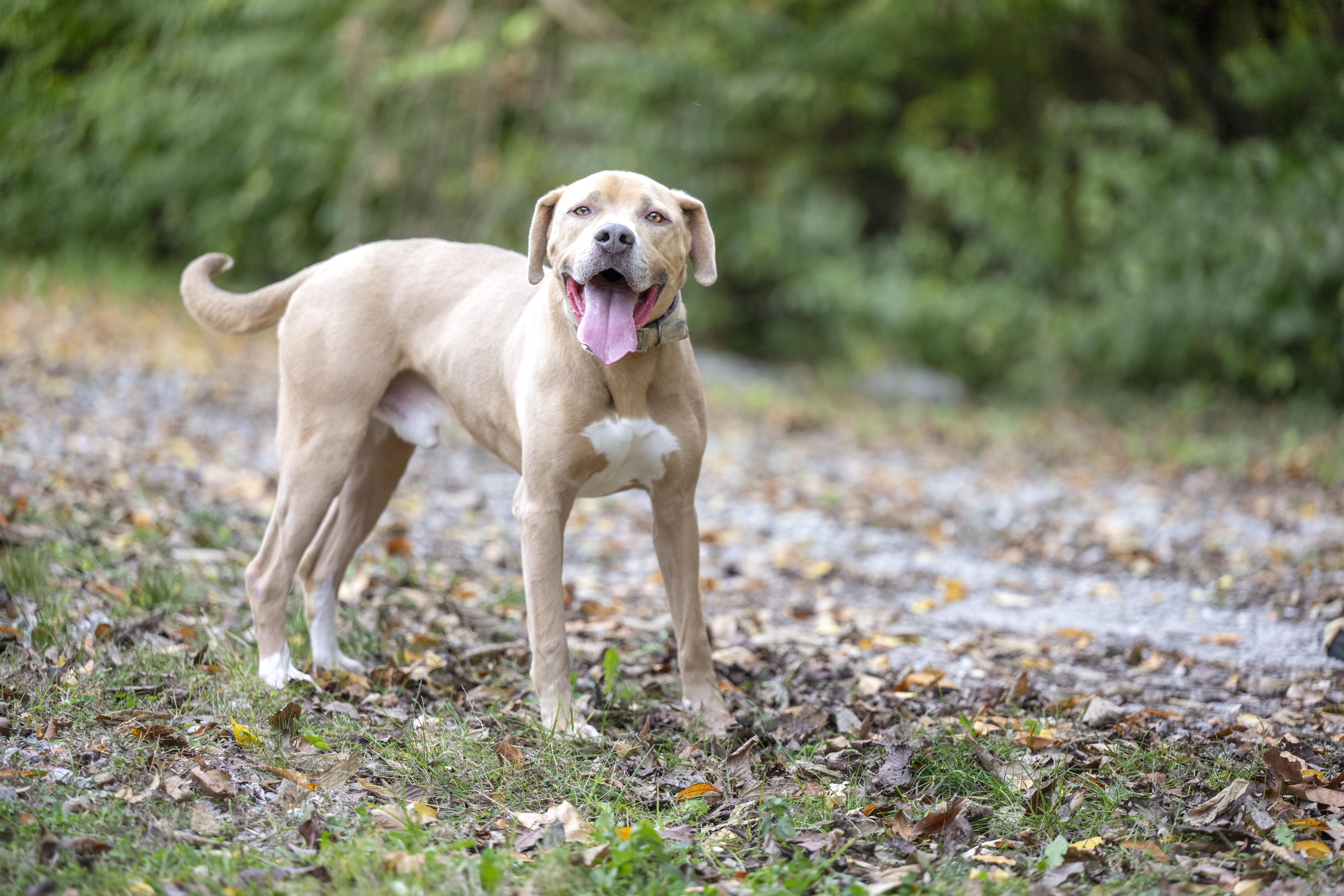 Big Thor, Adoptable, Adult Male Pit Bull Terrier.