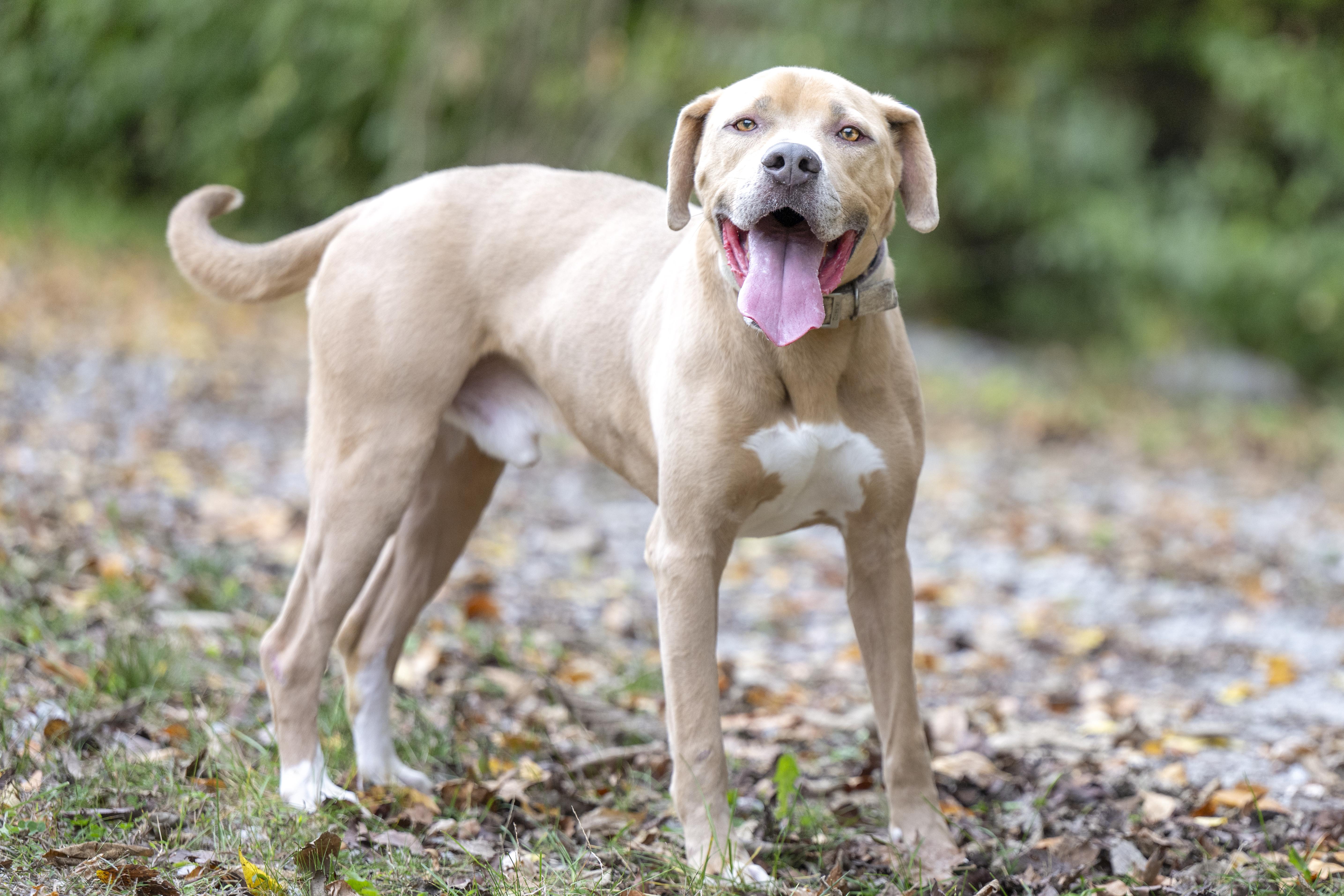 Big Thor, a Adoptable mixed breed in Terre Haute, IN image 2/2