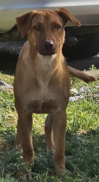 SUKI, Adoptable, Adult Female Labrador Retriever.