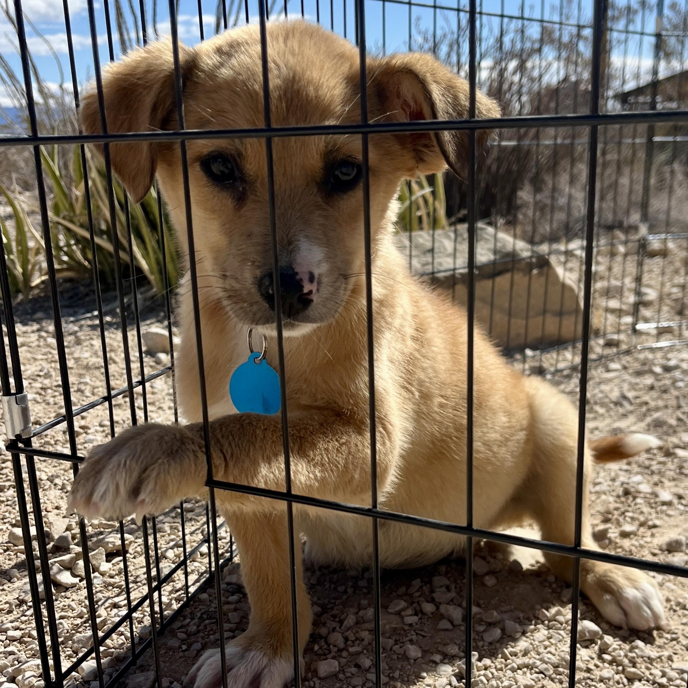 Rosie, a ADOPTABLE mixed breed in Marfa, TX image 2/6