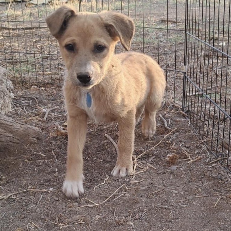 Enlarge Rosie, a ADOPTABLE mixed breed in Marfa, TX image 3/6