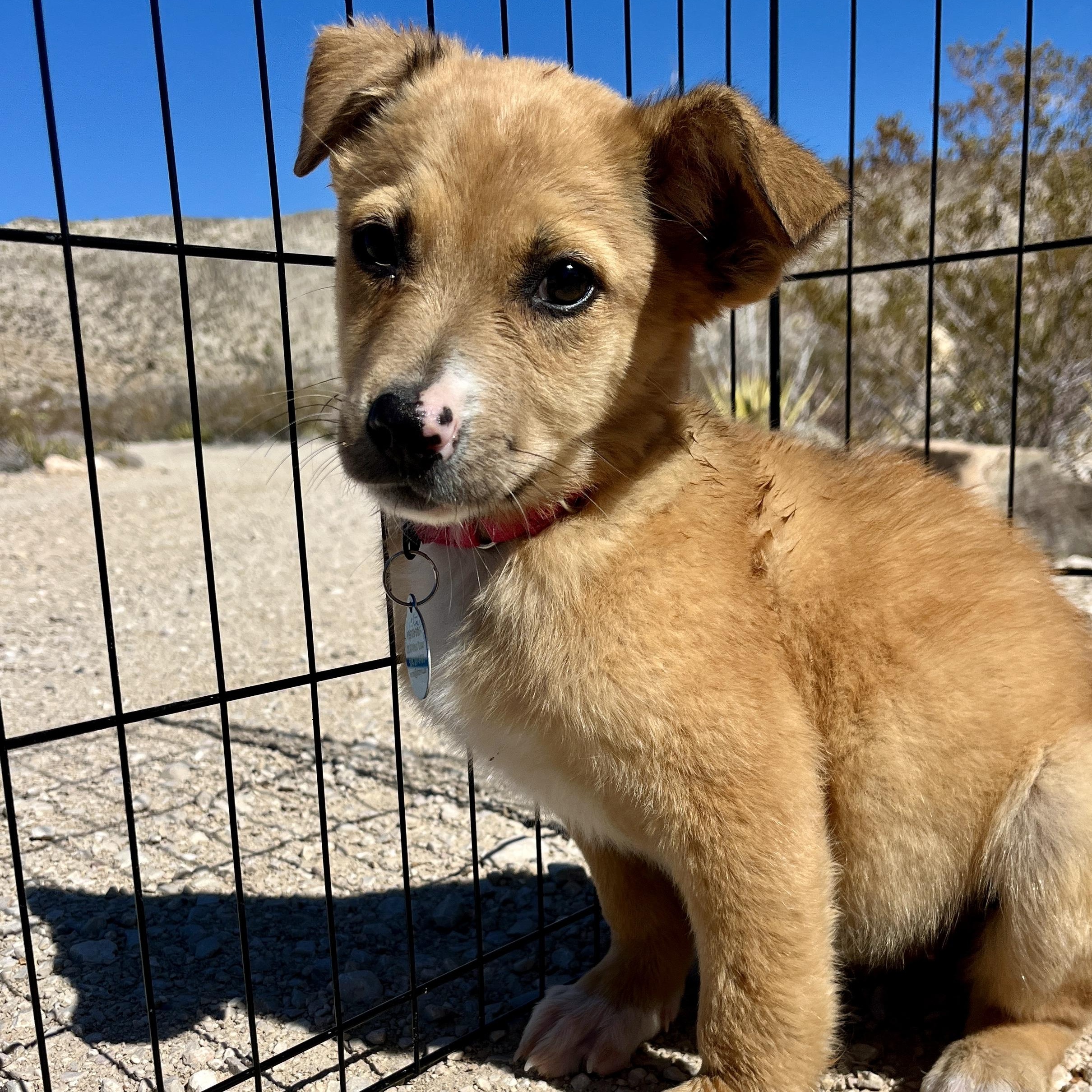Rosie, a ADOPTABLE mixed breed in Marfa, TX image 5/6