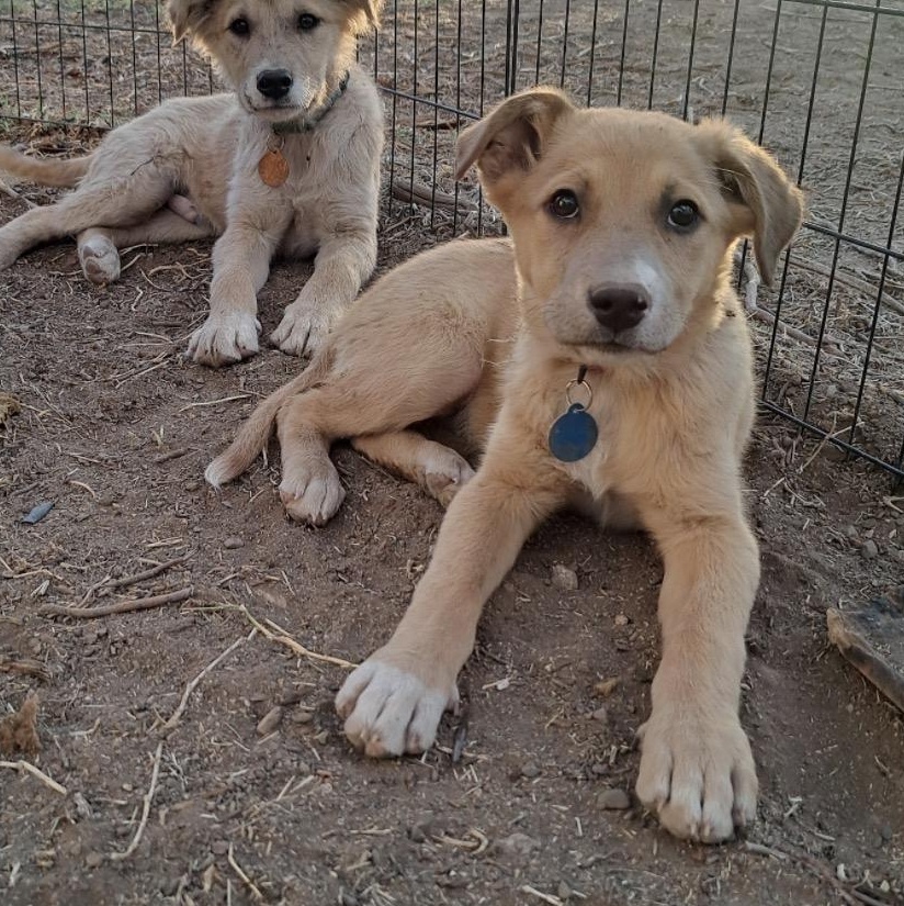 Enlarge Rosie, a ADOPTABLE mixed breed in Marfa, TX image 2/6