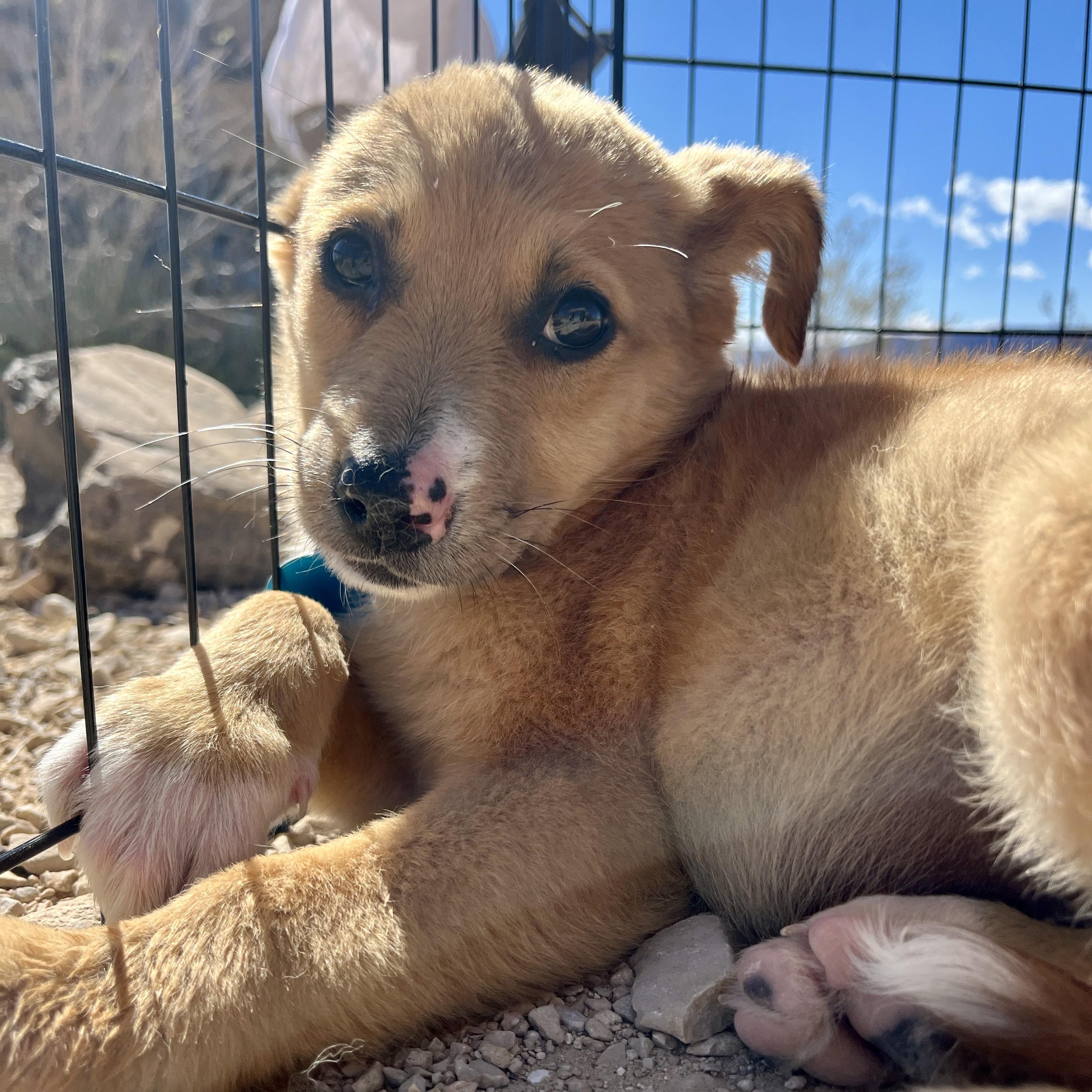 Rosie, a ADOPTABLE mixed breed in Marfa, TX image 3/6