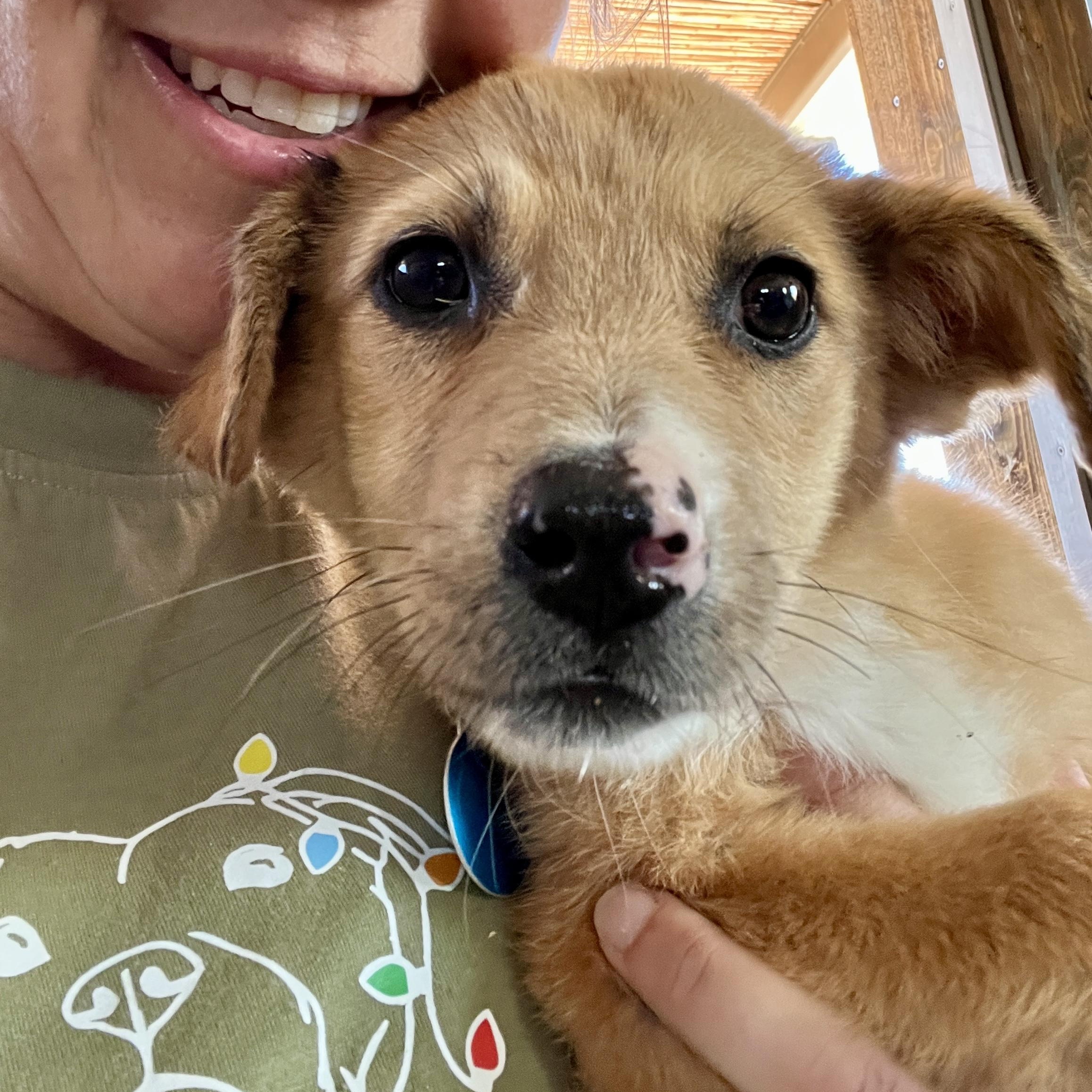 Rosie, ADOPTABLE, Puppy Female Shepherd.