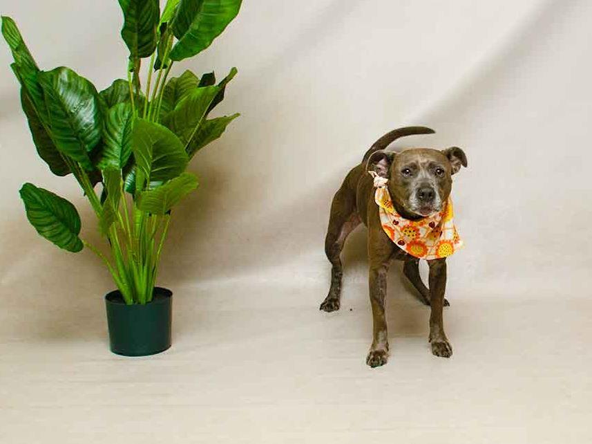 Enlarge Harley, an adopted mixed breed in Sanford, FL image 2/3