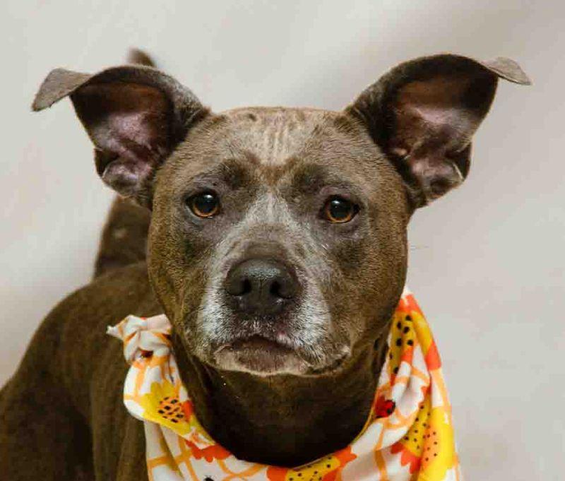 Harley, adopted, Adult Female Terrier.