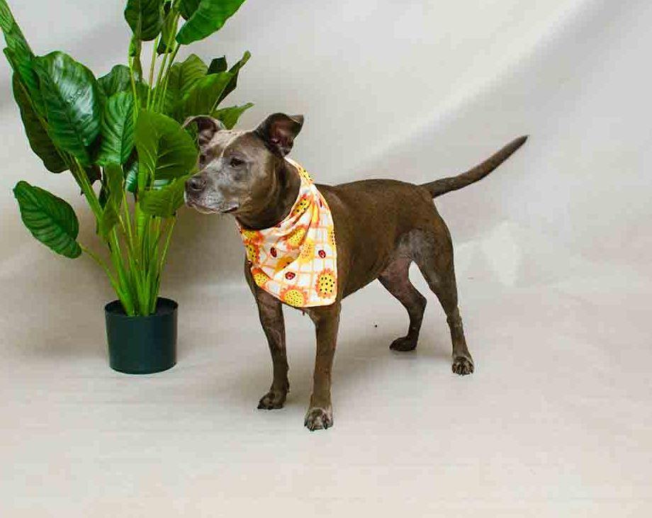 Enlarge Harley, an adopted mixed breed in Sanford, FL image 3/3