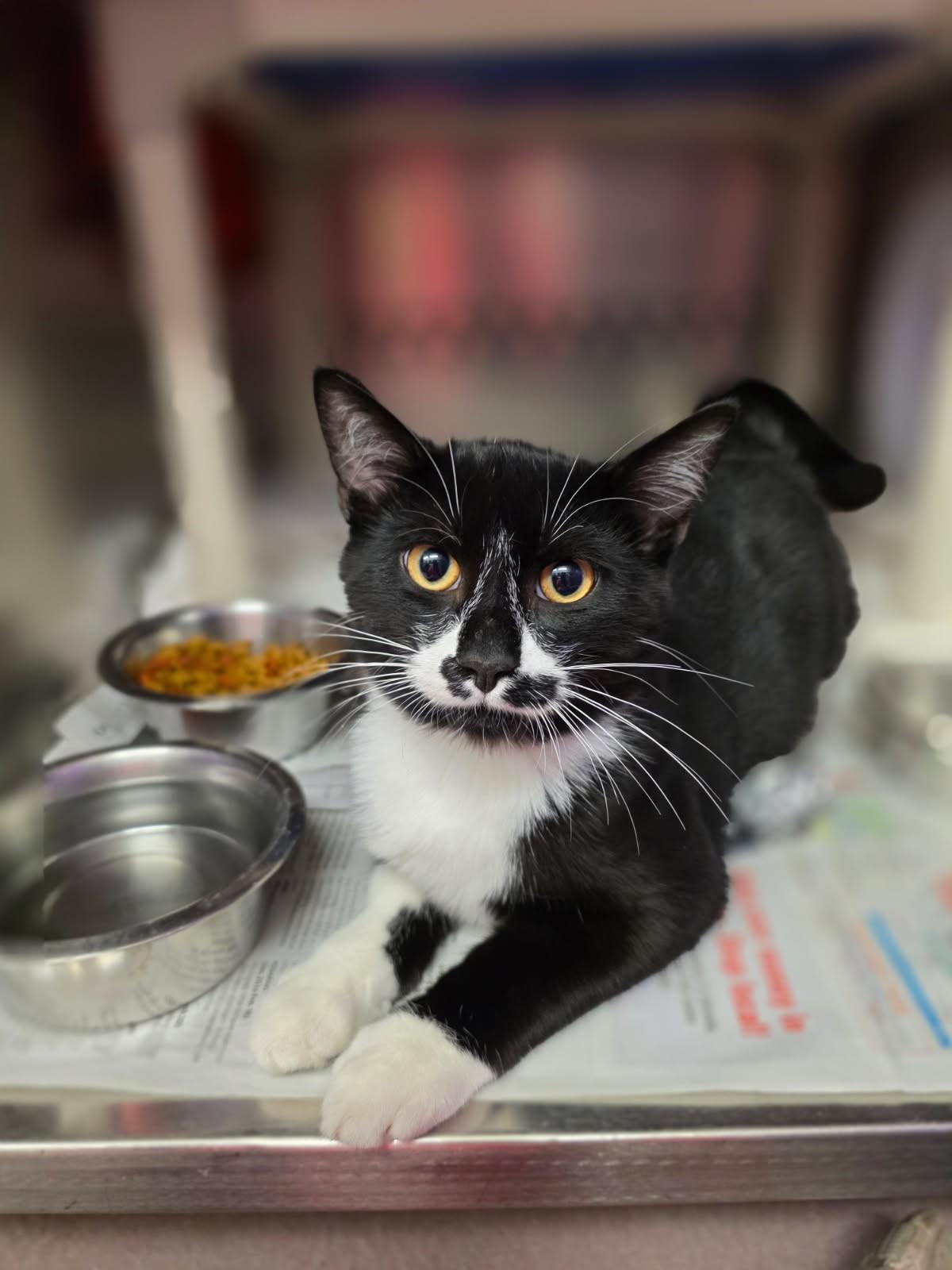 Copperfield, Adoptable, Young Male Domestic Short Hair.