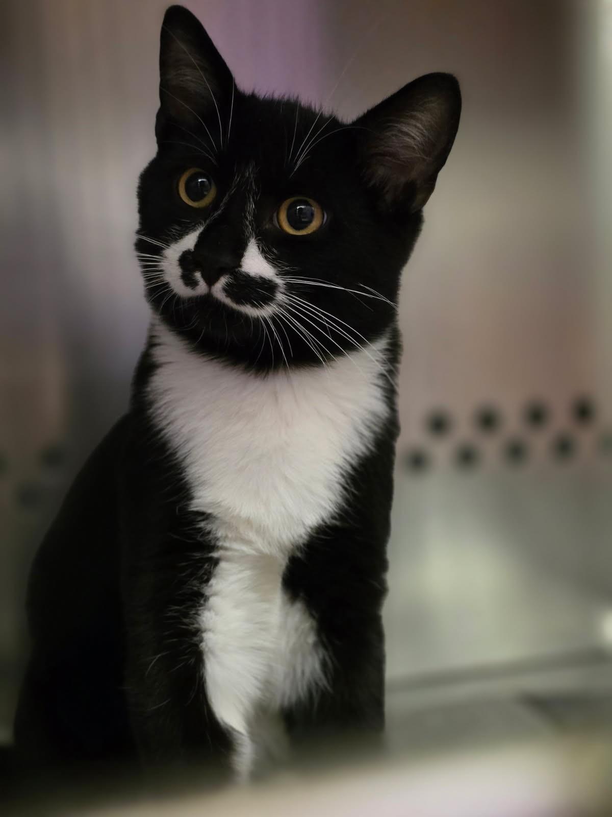 Enlarge Copperfield, a Adoptable Domestic Short Hair in Hamilton, ON image 5/5