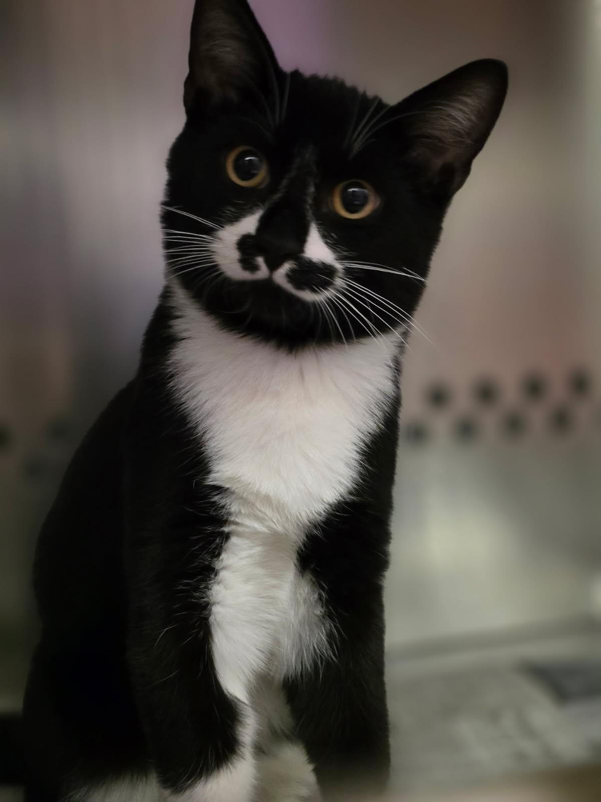 Enlarge Copperfield, a Adoptable Domestic Short Hair in Hamilton, ON image 2/5