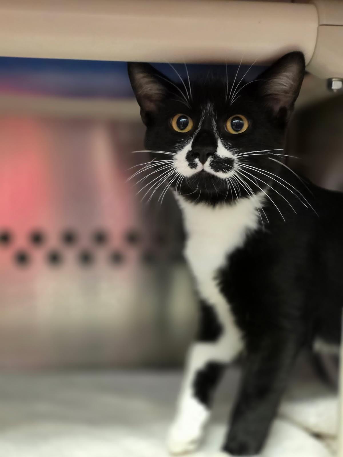 Enlarge Copperfield, a Adoptable Domestic Short Hair in Hamilton, ON image 3/5