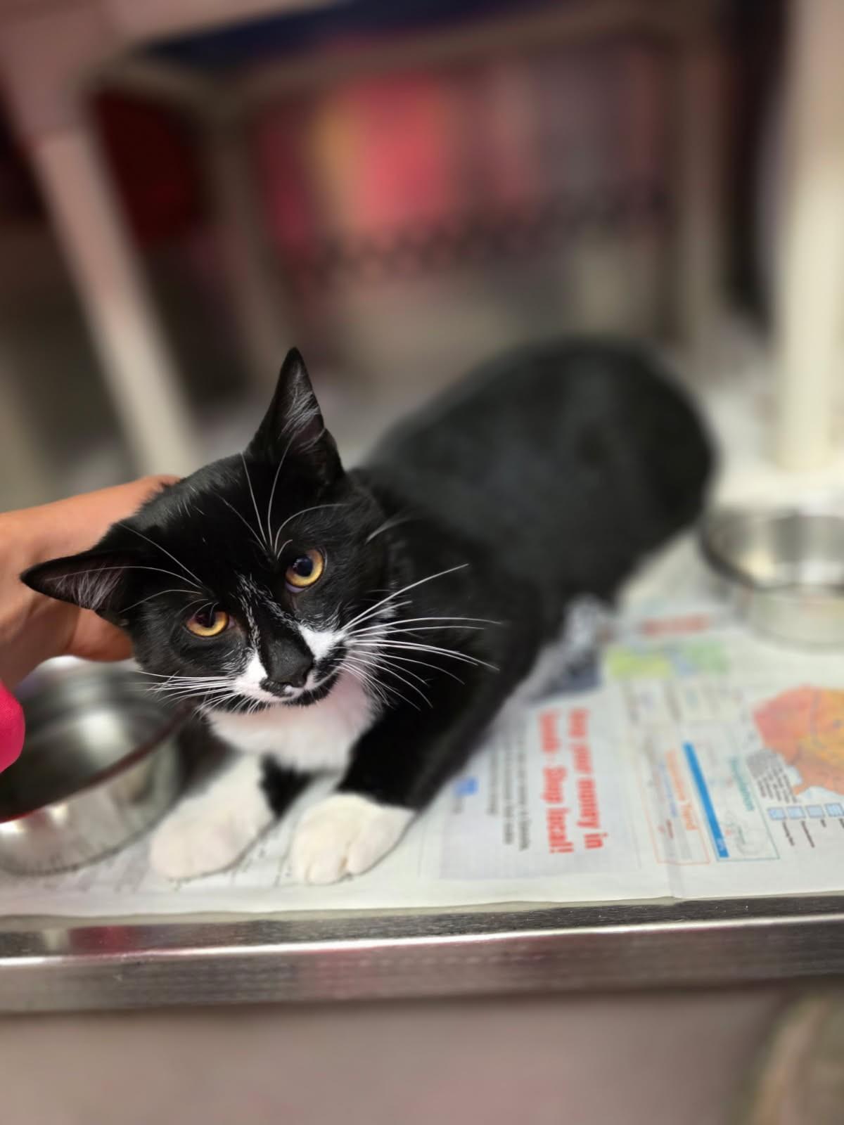 Enlarge Copperfield, a Adoptable Domestic Short Hair in Hamilton, ON image 4/5