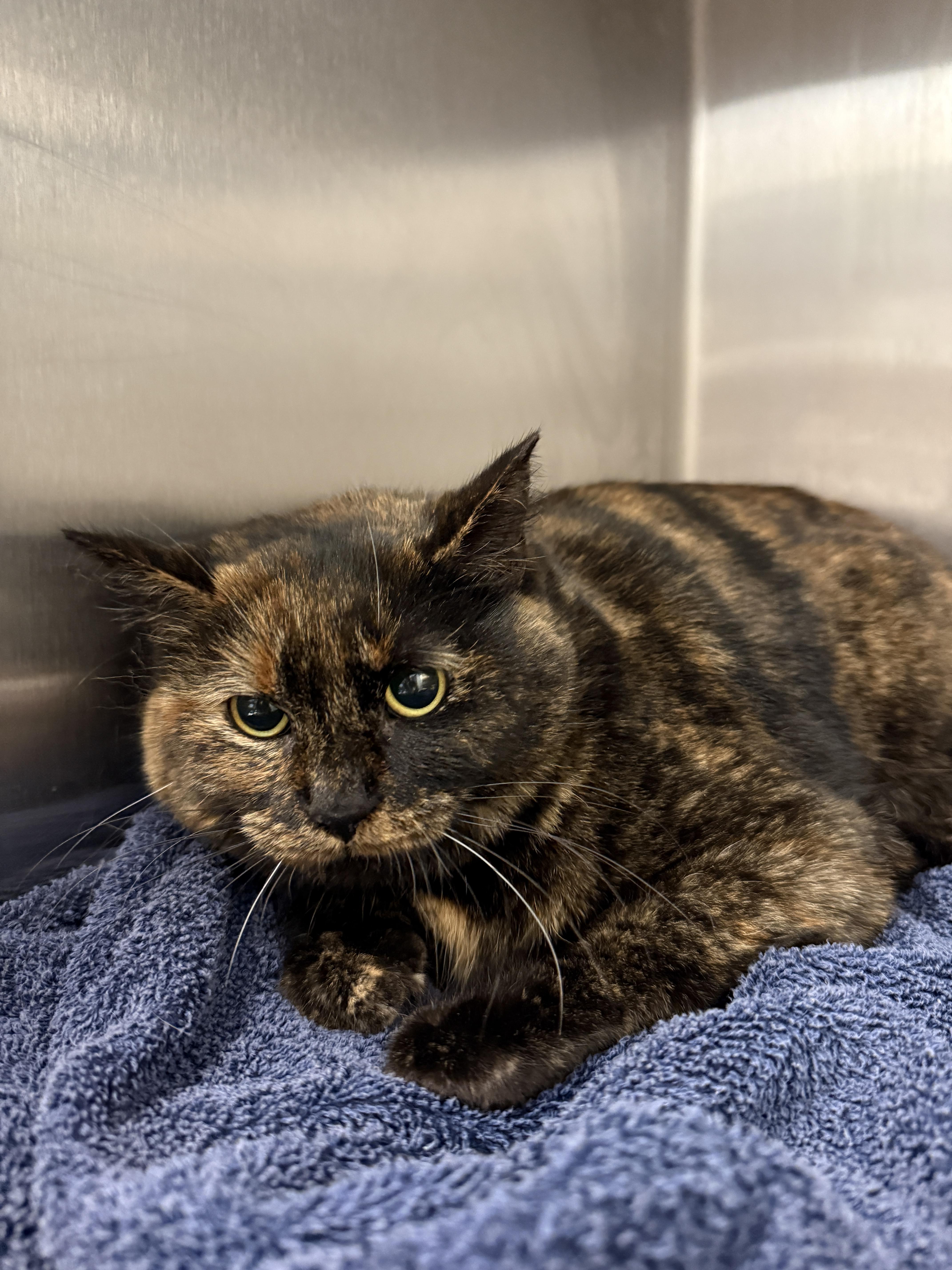 Enlarge Jasmine, a Adoptable Domestic Short Hair in Grand Rapids, MI image 1/1