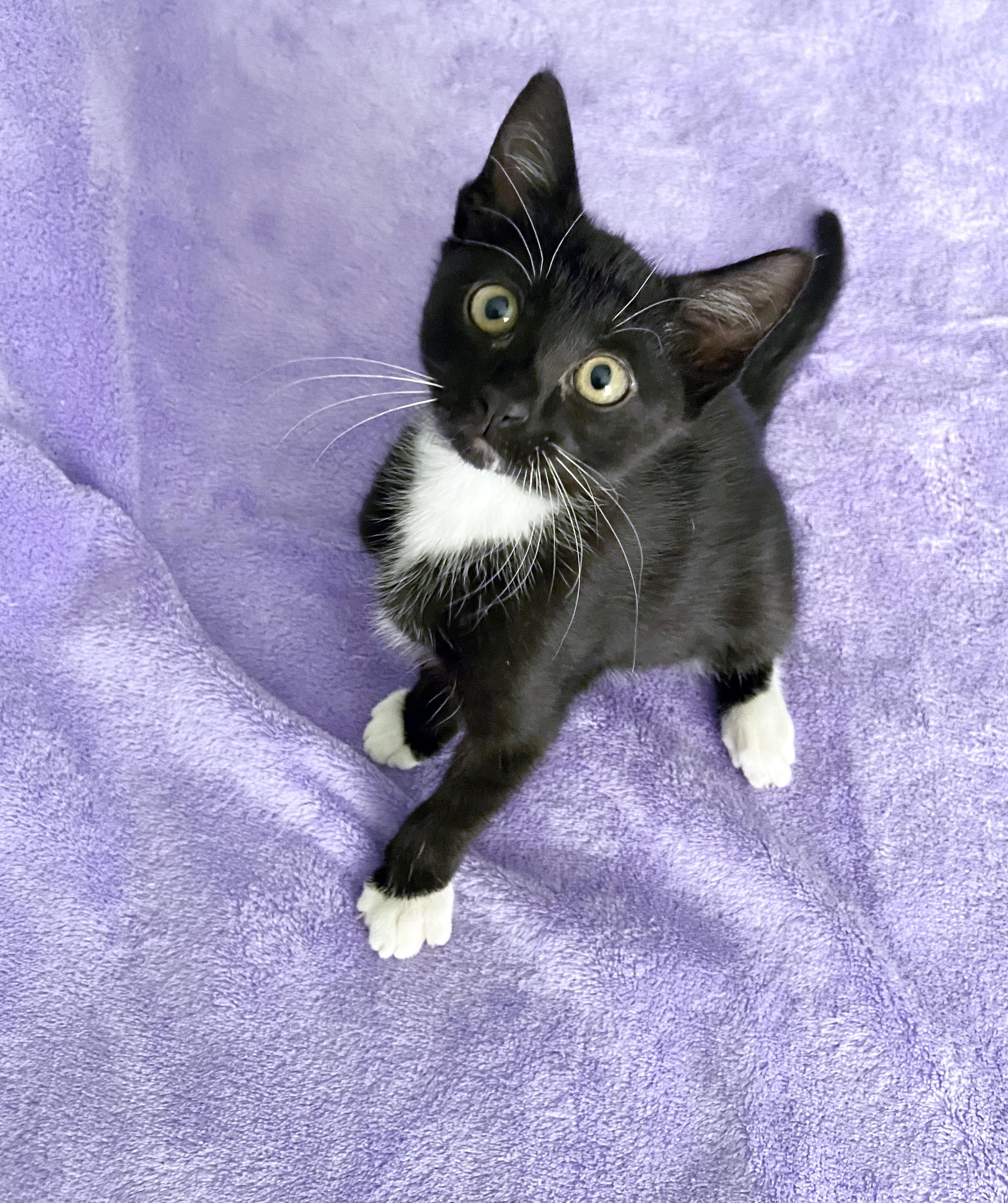 Enlarge Penelope, a ADOPTABLE mixed breed in Lake Monroe, FL image 4/6