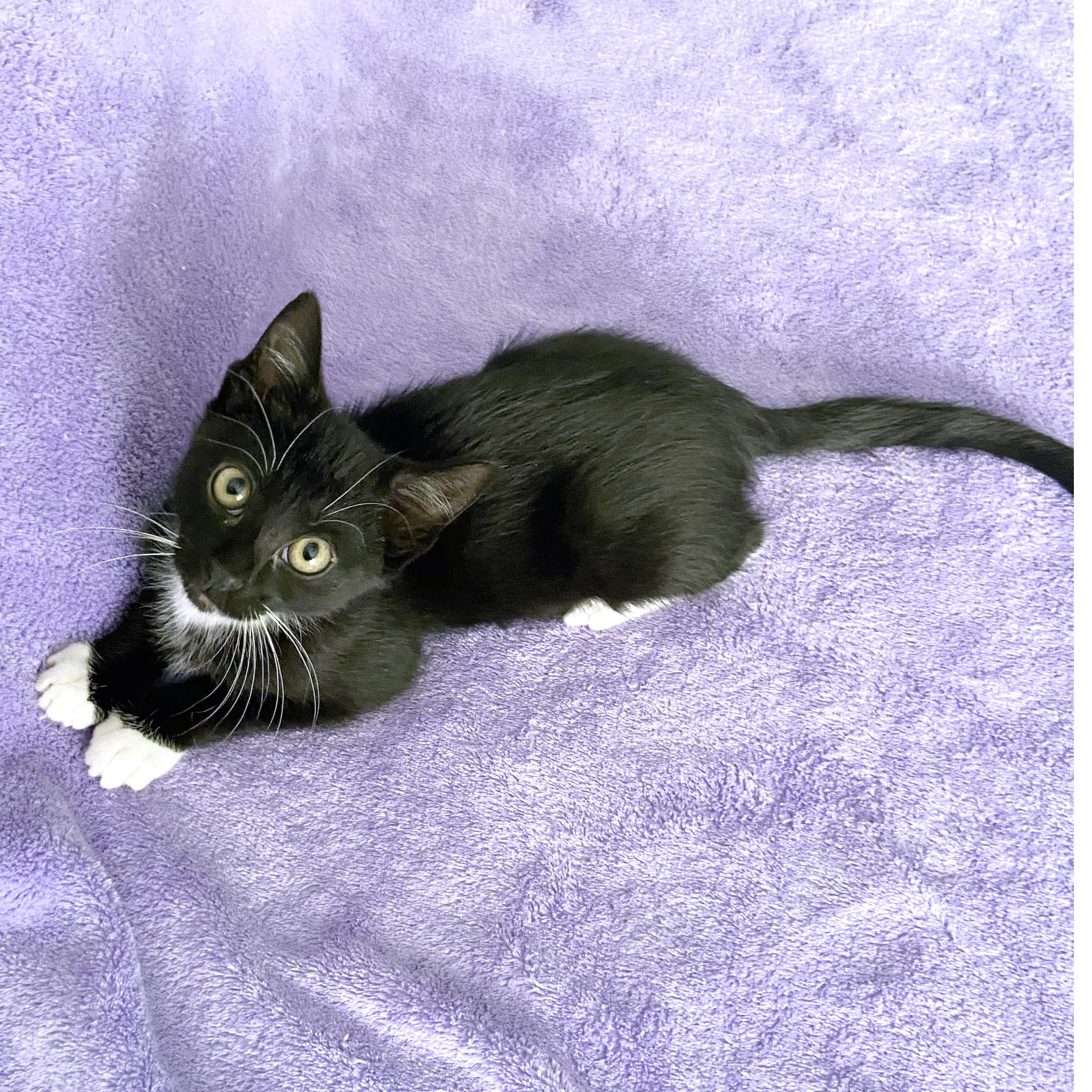 Enlarge Penelope, a ADOPTABLE mixed breed in Lake Monroe, FL image 2/6