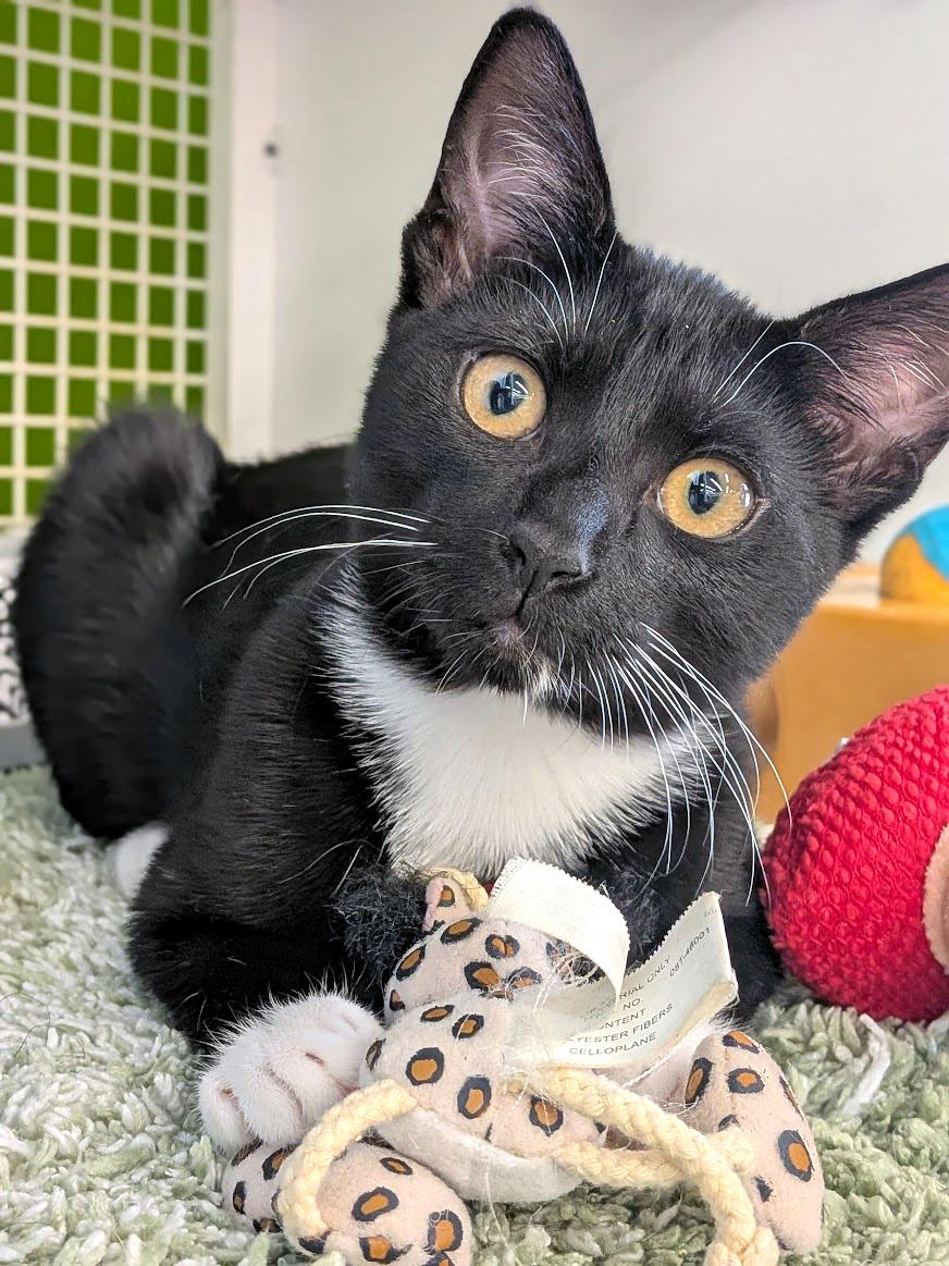 Penelope, Adoptable, Kitten Female Domestic Short Hair.