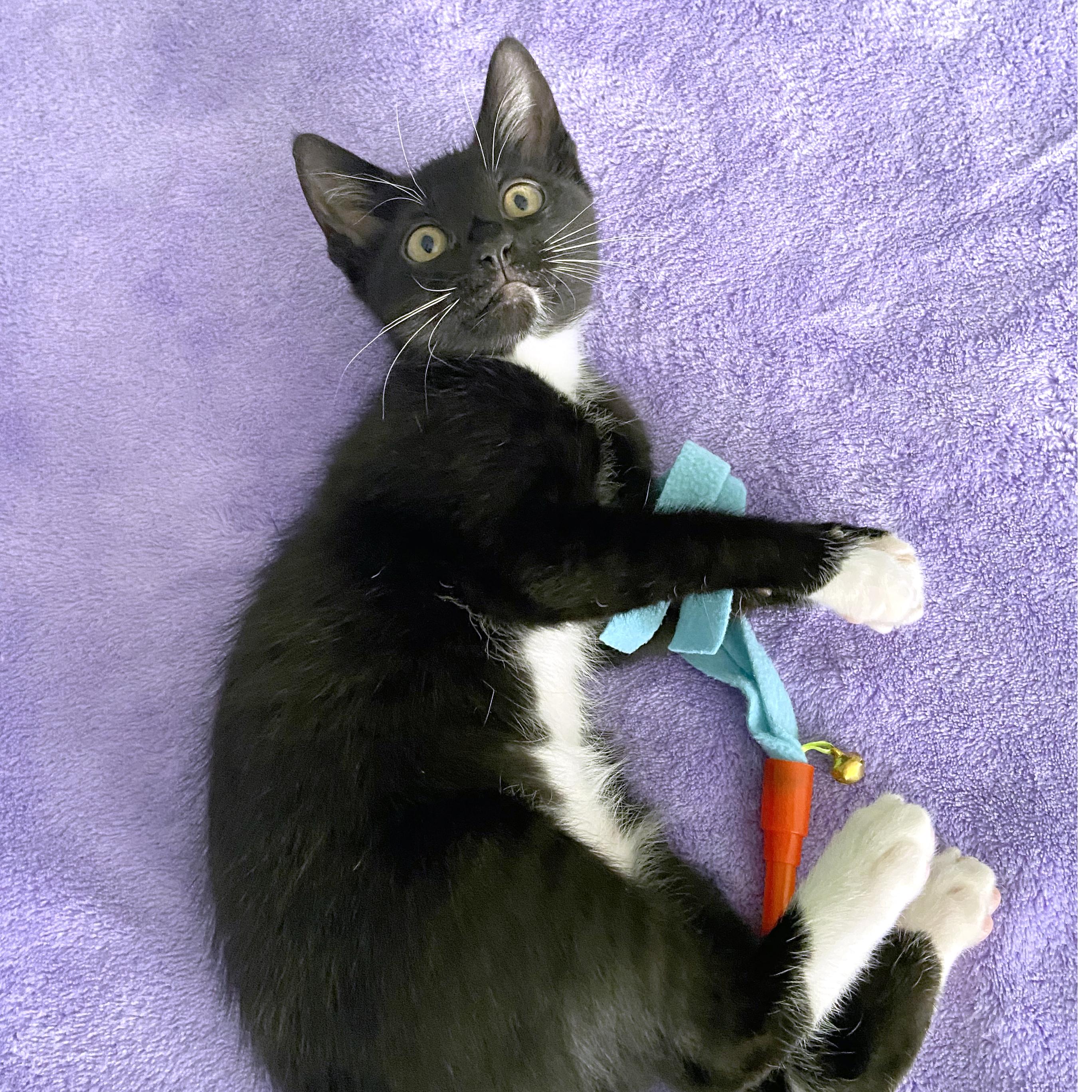 Enlarge Penelope, a ADOPTABLE mixed breed in Lake Monroe, FL image 3/6