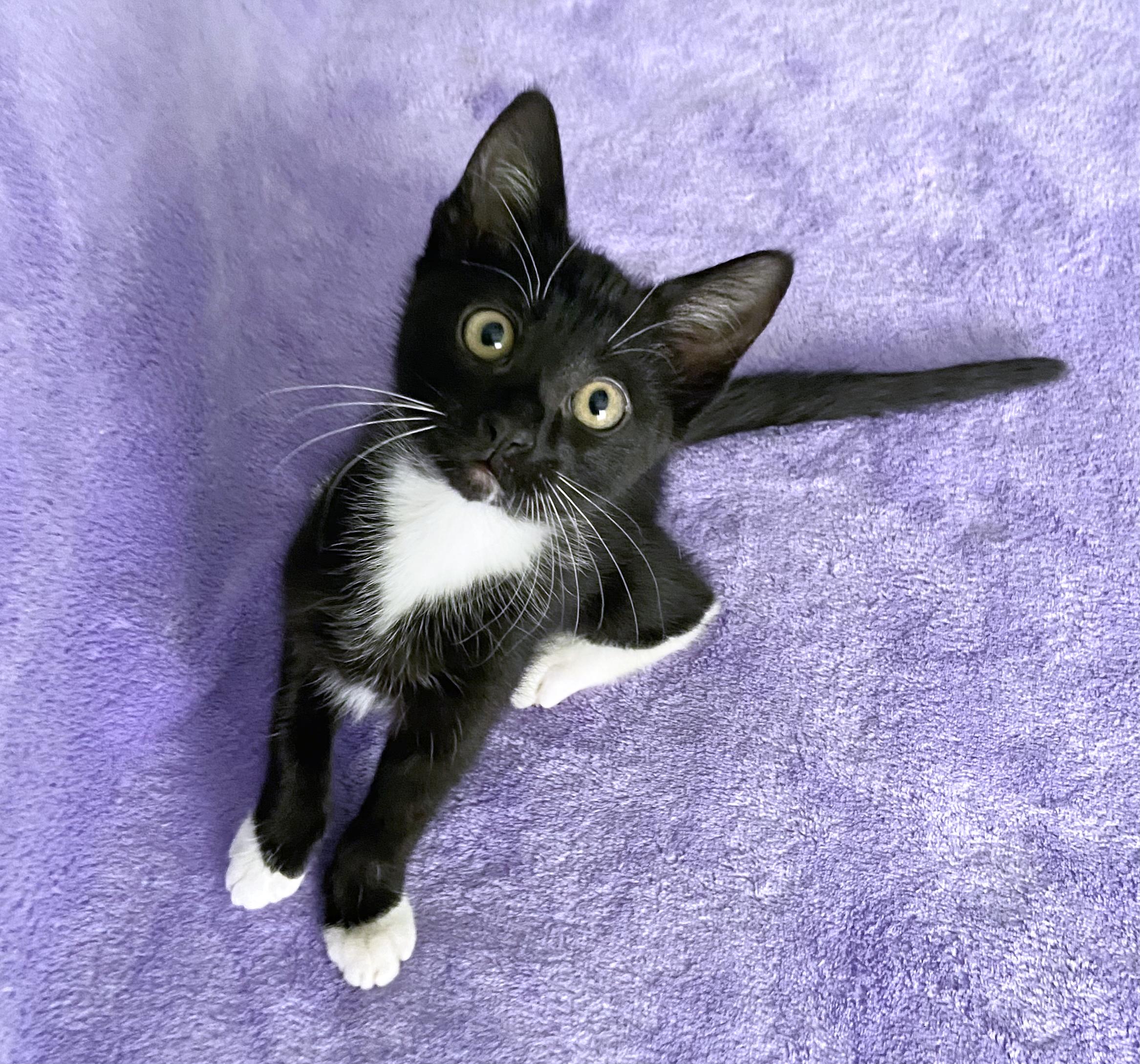 Penelope, ADOPTABLE, Kitten Female Domestic Short Hair.