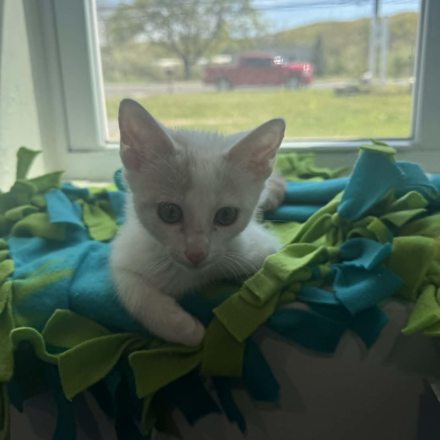 Enlarge Tygra, an adopted American Shorthair in Danbury, CT image 5/6