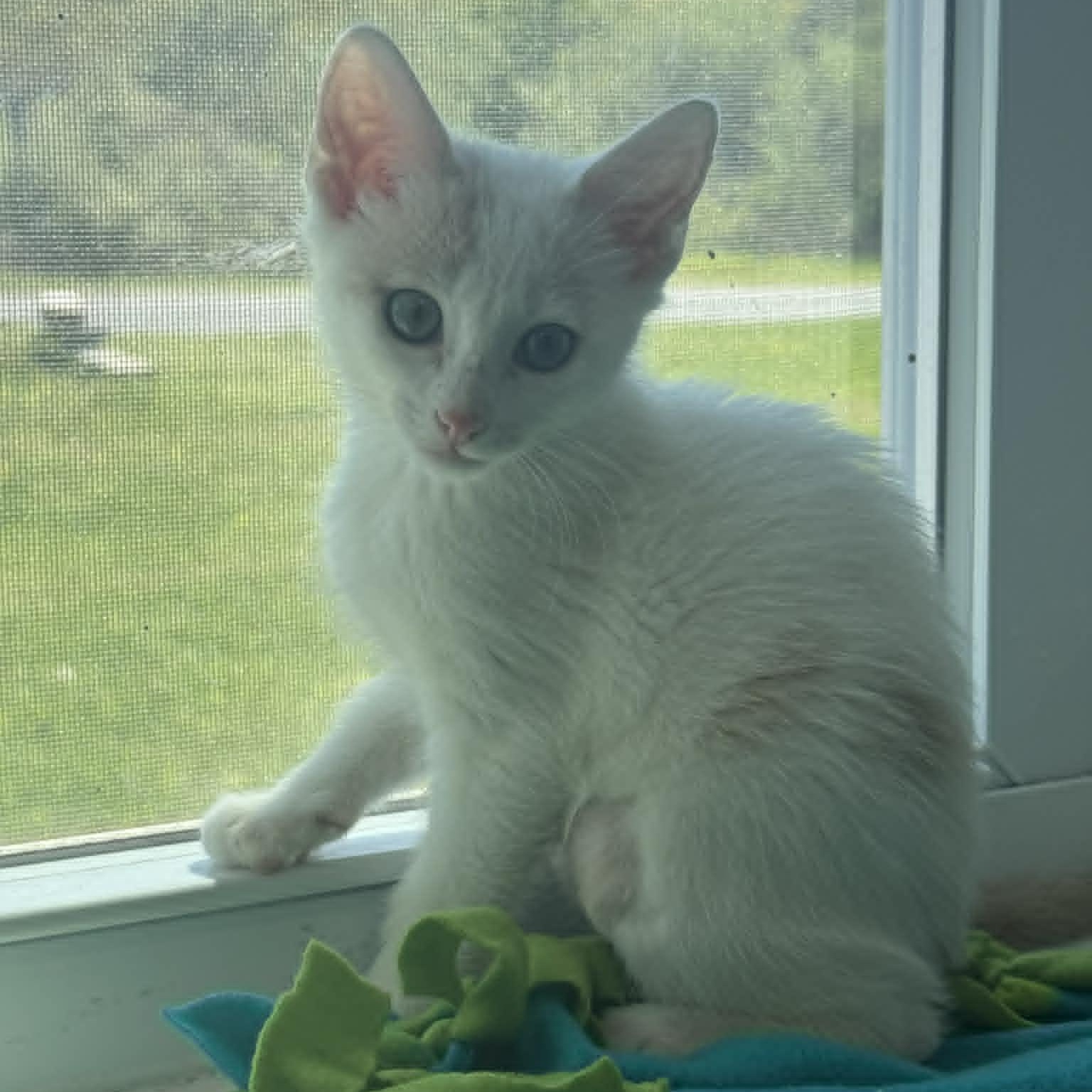 Enlarge Tygra, an adopted American Shorthair in Danbury, CT image 2/6