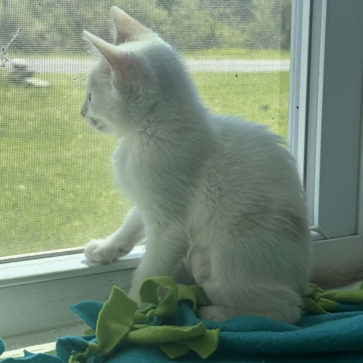 Enlarge Tygra, an adopted American Shorthair in Danbury, CT image 4/6