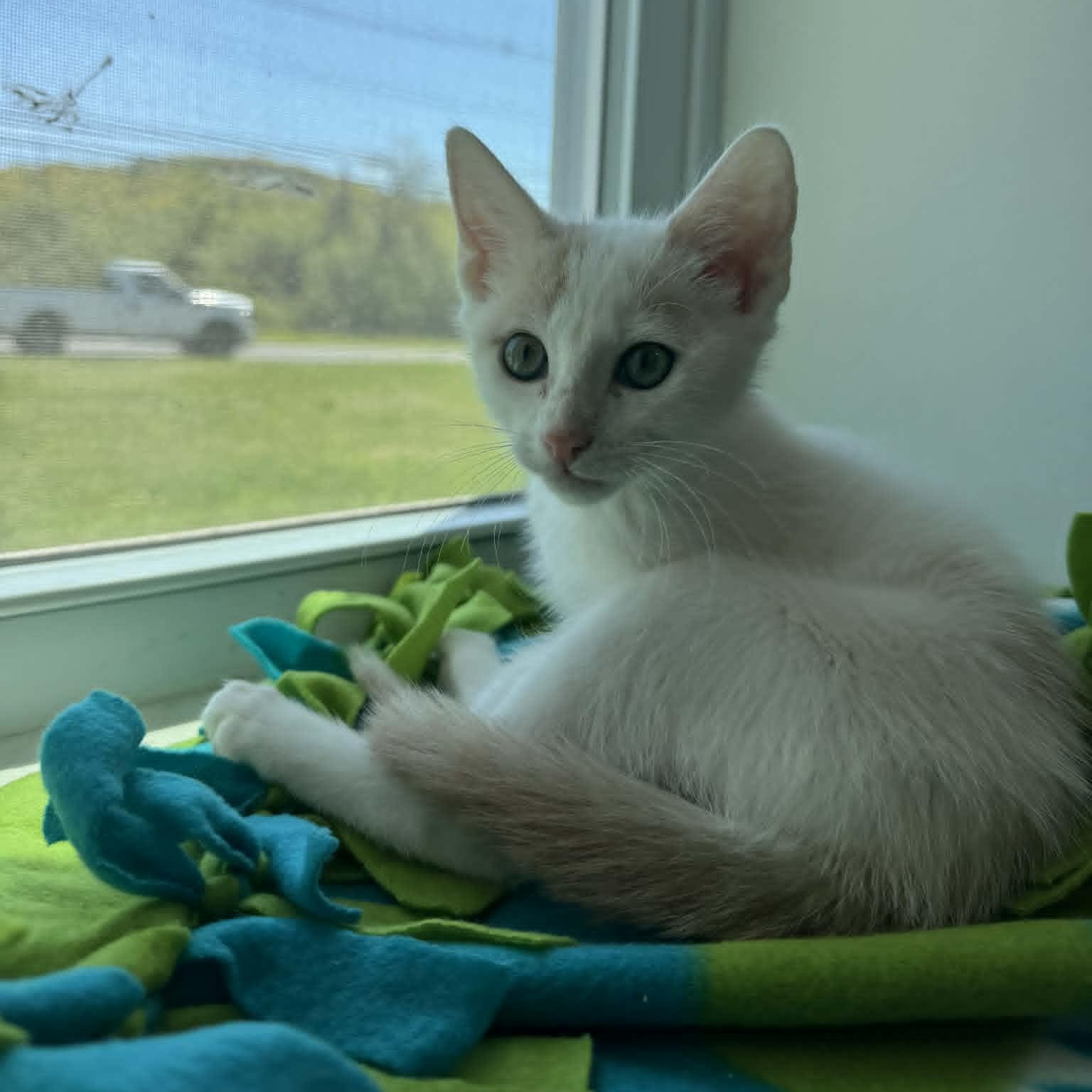 Tygra, adopted, Kitten Female American Shorthair.
