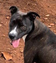 Mama Mia, Adoptable, Young Female Dutch Shepherd.
