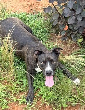 Mama Mia, a Adoptable Dutch Shepherd in Carrollton, GA image 2/3