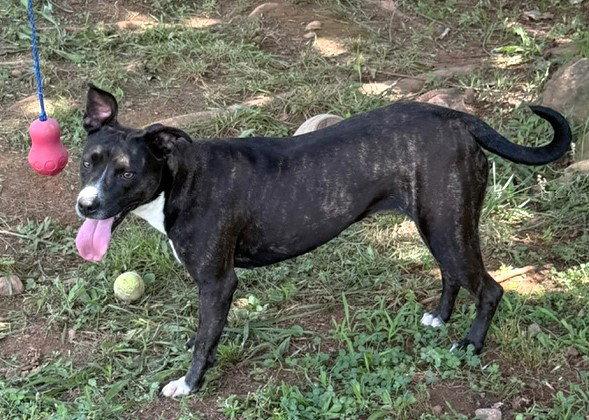 Mama Mia, a Adoptable Dutch Shepherd in Carrollton, GA image 3/3