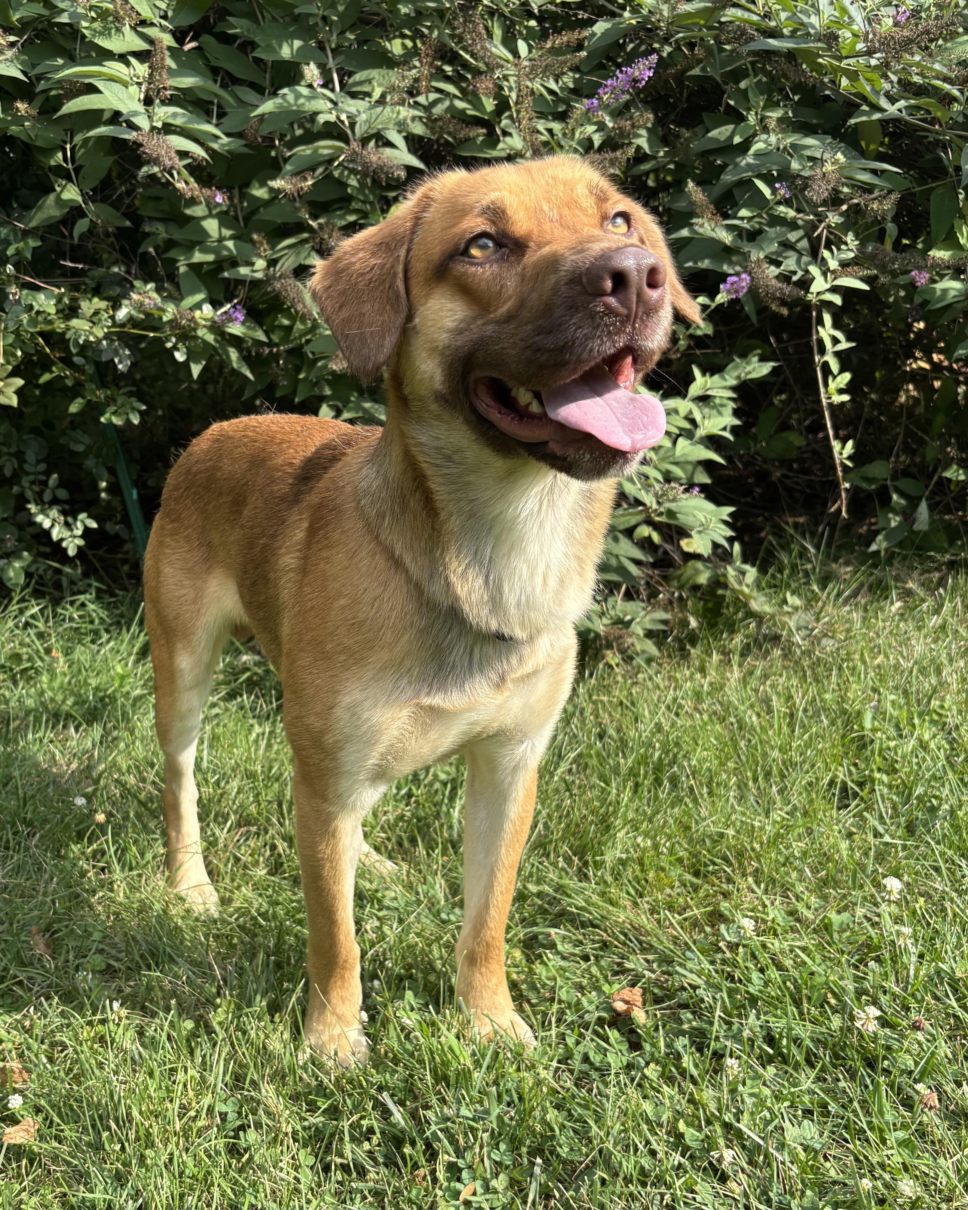 Brody, Young Male Labrador Retriever