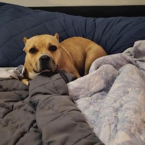 Enlarge Kora, a ADOPTABLE mixed breed in Huntington Beach, CA image 2/6