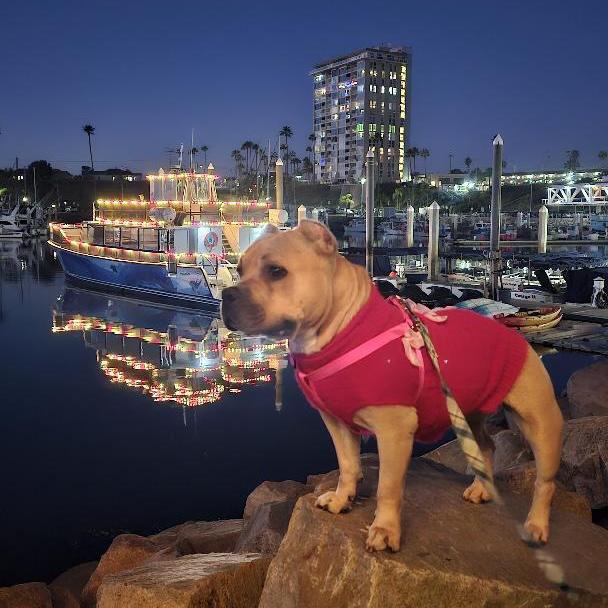 Enlarge Kora, a ADOPTABLE mixed breed in Huntington Beach, CA image 3/6