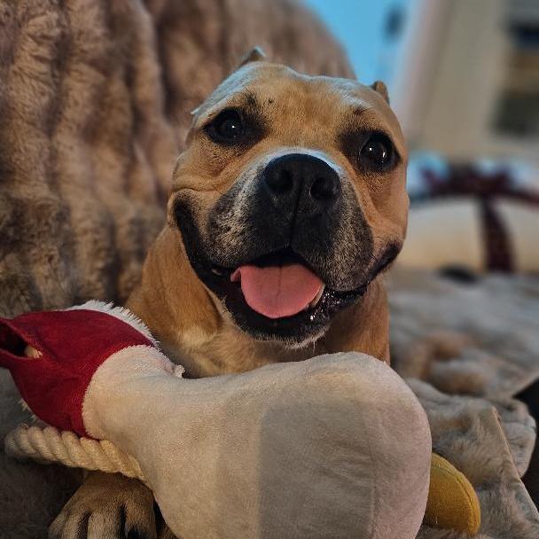 Enlarge Kora, a ADOPTABLE mixed breed in Huntington Beach, CA image 1/6