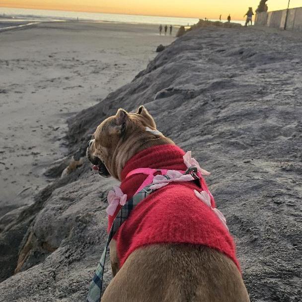 Enlarge Kora, a ADOPTABLE mixed breed in Huntington Beach, CA image 4/6