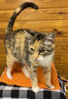 Shari - amazing Mama cat ready to be your No. 1