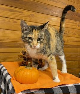 Shari - amazing Mama cat ready to be your No. 1