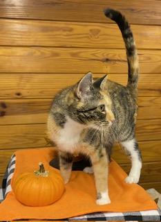 Shari - amazing Mama cat ready to be your No. 1