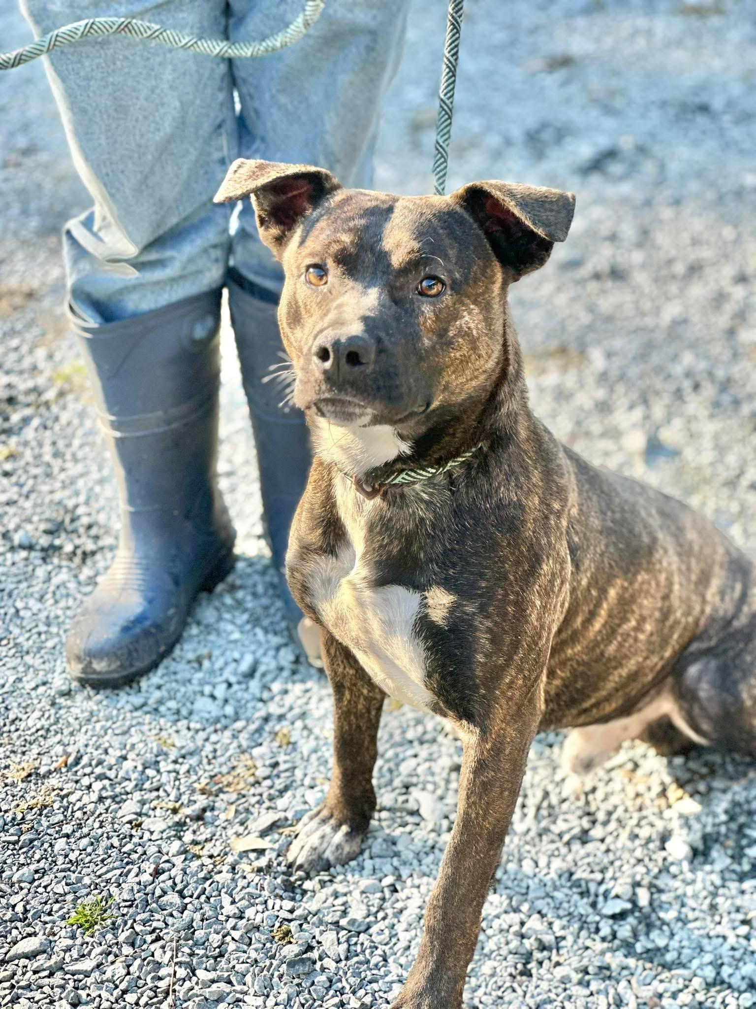 Shadow, a ADOPTABLE Mixed Breed in Sunset Bch, NC image 3/6