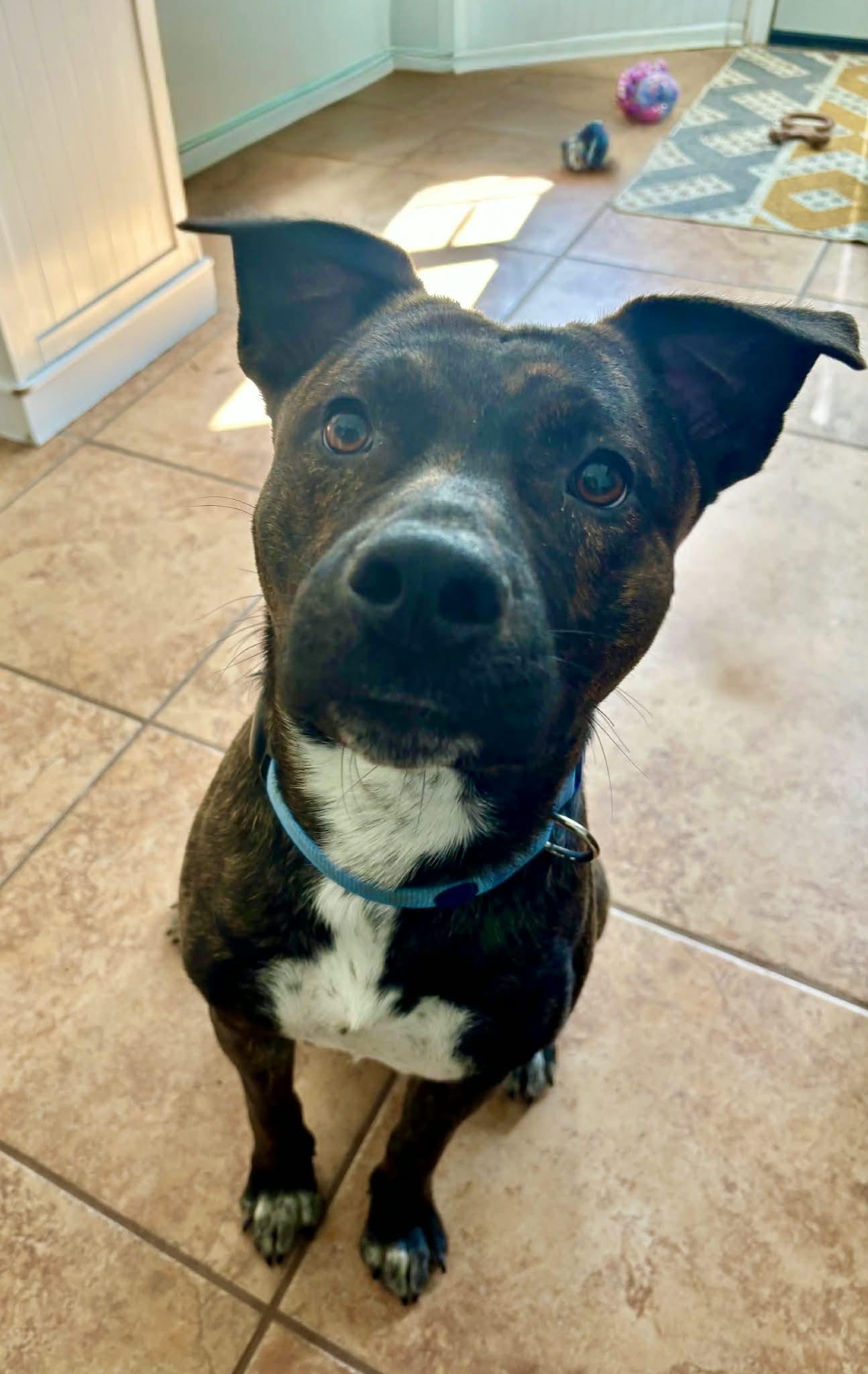 Shadow, a ADOPTABLE Mixed Breed in Sunset Bch, NC image 4/6