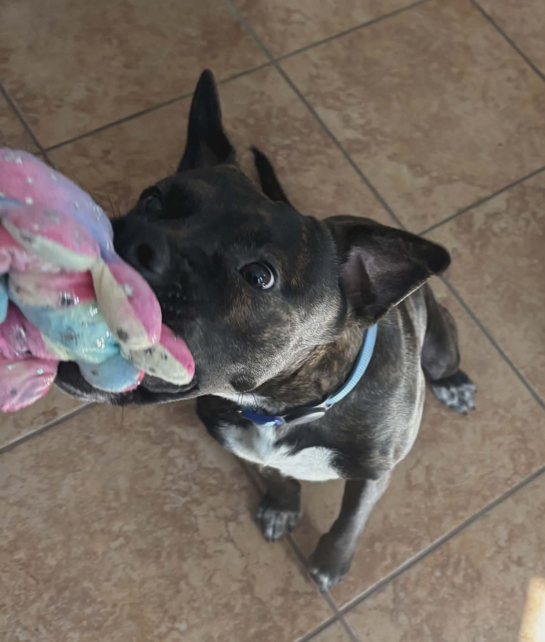 Shadow, a ADOPTABLE Mixed Breed in Sunset Bch, NC image 1/6