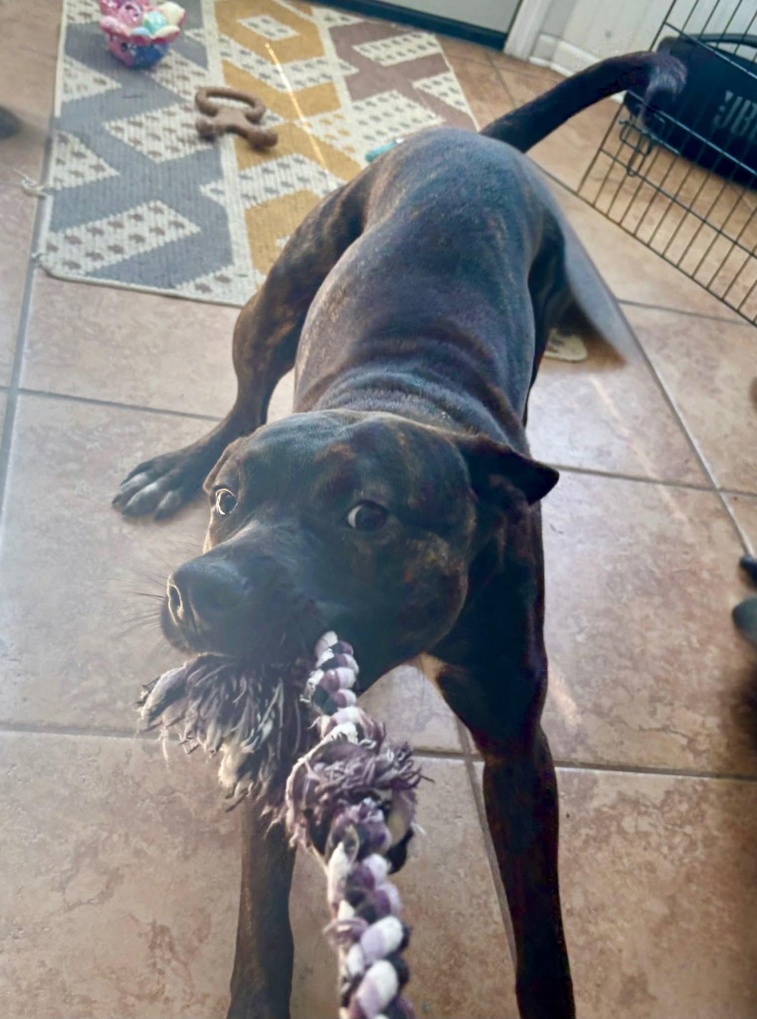 Shadow, a ADOPTABLE Mixed Breed in Sunset Bch, NC image 5/6