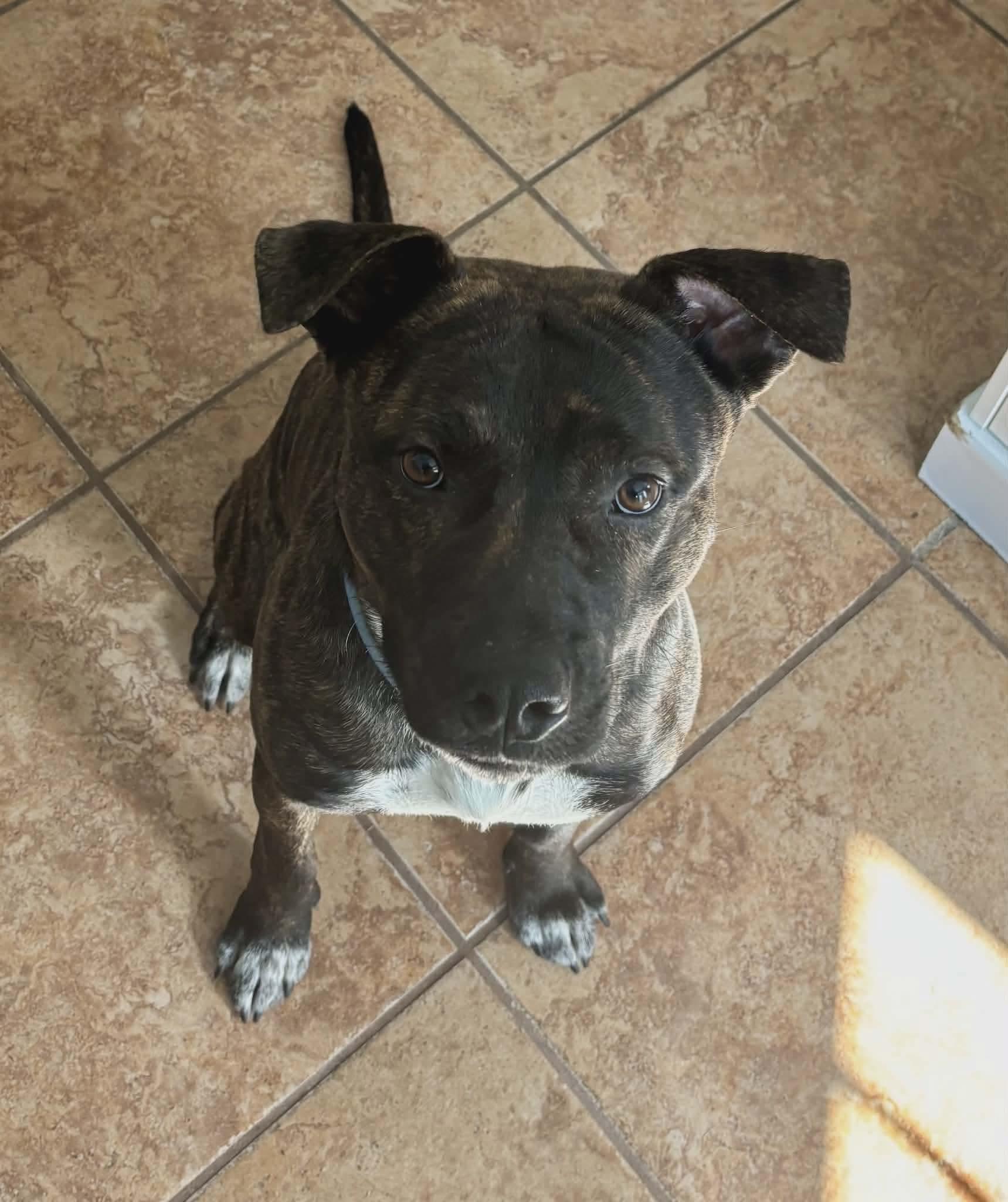 Shadow, a ADOPTABLE Mixed Breed in Sunset Bch, NC image 6/6