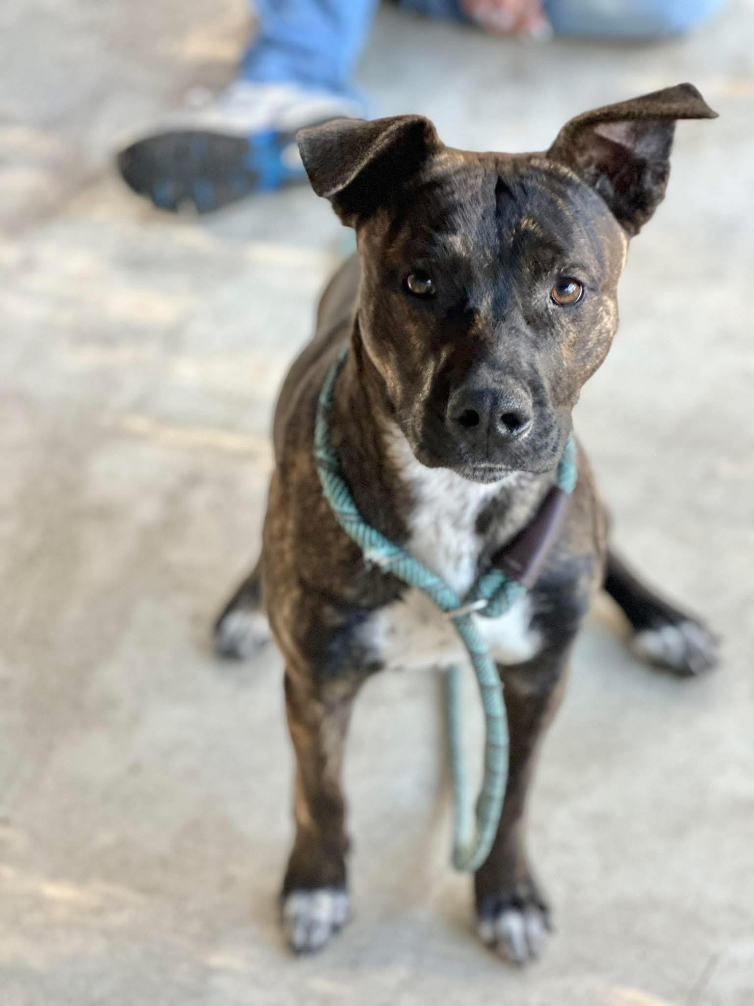 Shadow, a ADOPTABLE Mixed Breed in Sunset Bch, NC image 2/6