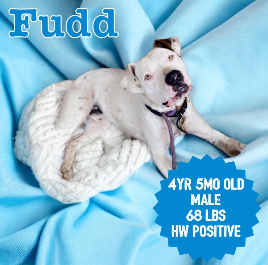 Fudd (Jack), Adoptable, Adult Male American Bulldog.
