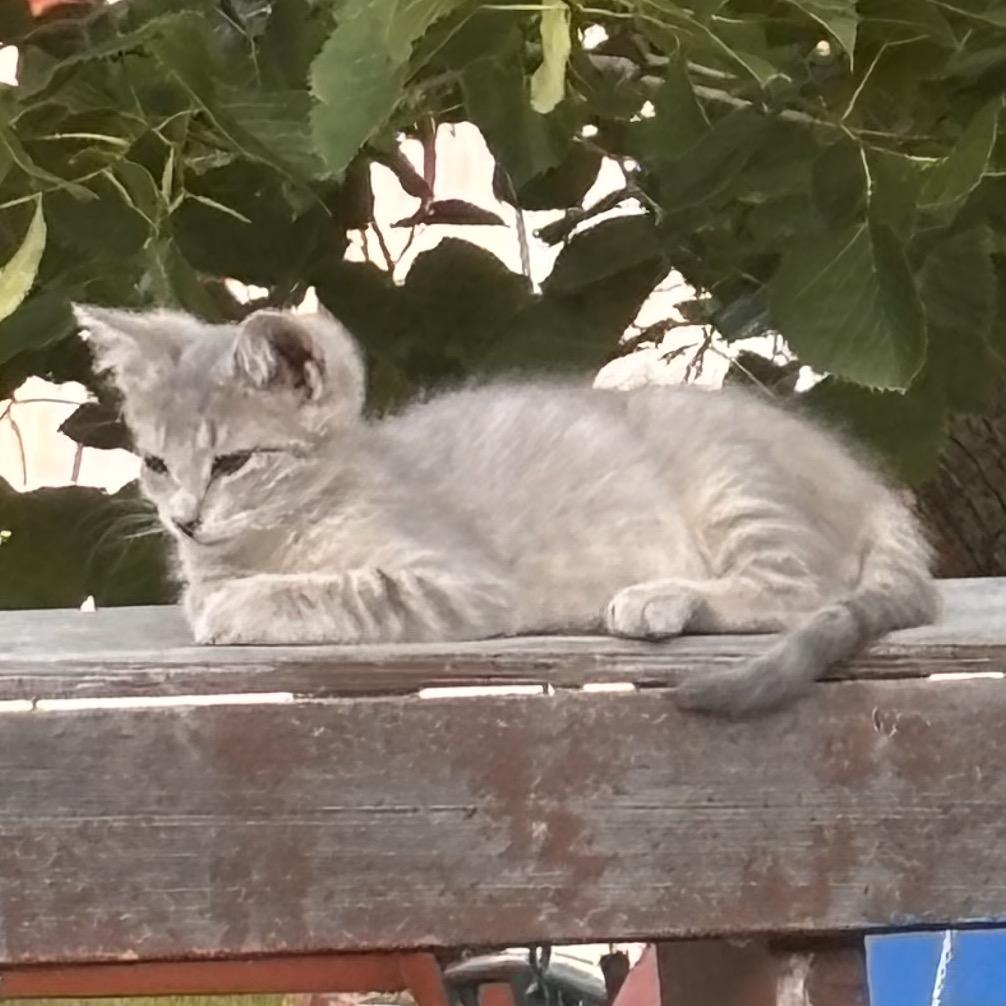 Enlarge ANCHO 25-61, a Adoptable Domestic Short Hair in Bottineau, ND image 1/1