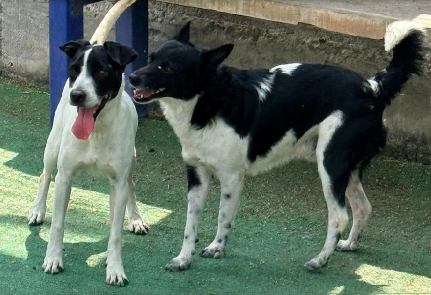 Lucas, an adoptable mixed breed in Georgetown, TX image 2/5