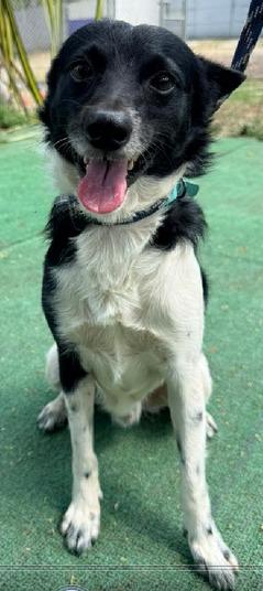 Lucas, an adoptable mixed breed in Georgetown, TX image 5/5
