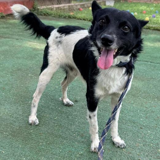 Lucas, an adoptable mixed breed in Georgetown, TX image 1/5